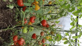 Tomatoes on a branch in a greenhouse.