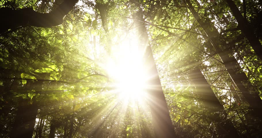 Beautiful Sun rays through the tree branches and leaves in the forest.	
