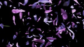 Lavender Flower Petal Wipe Left to Right V2 Swirl
 - Powered by Shutterstock - Get 15% off with code: PIKWIZARD15