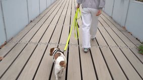 Young woman in white pants with a dog on a leash walking along a wooden bridge. view from the back. Video footage. Relaxed morning walk mood