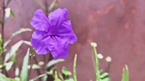 purple flower with the latin name ruellia simplex