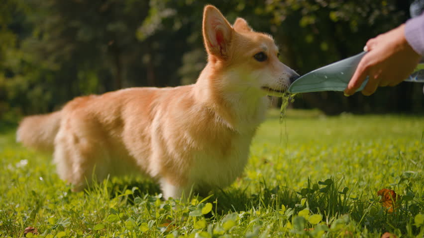 Cute little welsh corgi drinking fresh water in nature outdoors dog owner take care of lovely domestic animal outside playful naughty golden puppy playing gnawing plastic plate happy doggy lifestyle Royalty-Free Stock Footage #1110784739