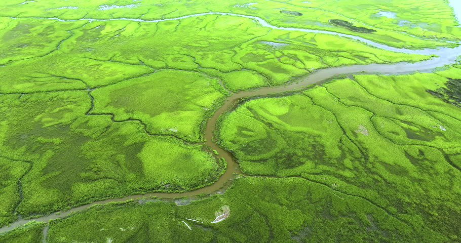 Florida Everglades wetland with water streams and green vegetation. Natural habitat of many subtropical species Royalty-Free Stock Footage #1110786027
