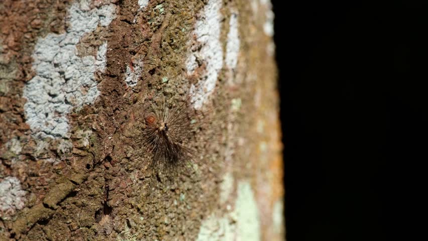 A caterpillar in on a bark basking under the heat of the afternoon sun deep into the forest as it moves a little, Hairy Caterpillar, Thailand