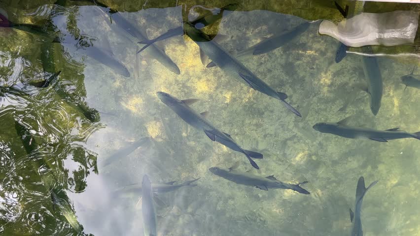 Wild Tarpon fish swimming near a dock in Islamorada, Florida with clear water in the Florida Bay.