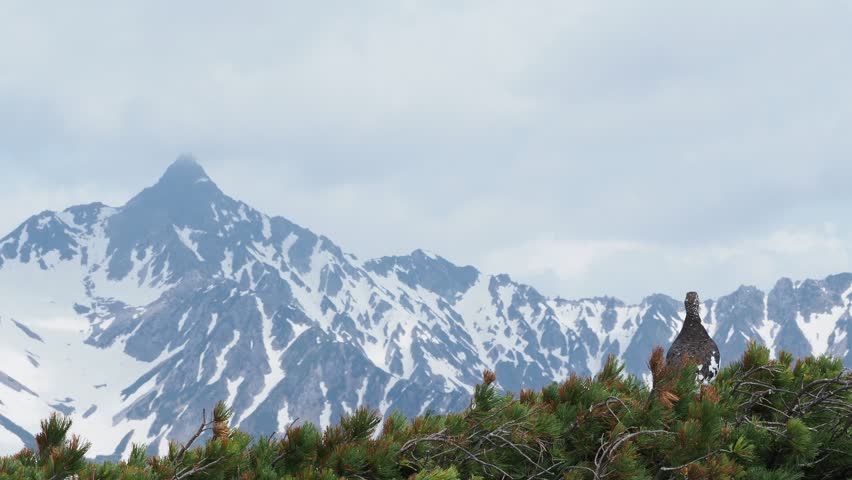 Rock ptarmigan male and Mt.yarigatake