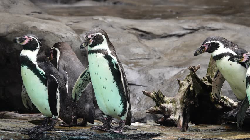 humboldt penguin standing on rocks by the 