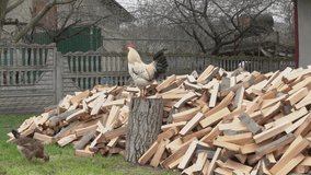 village yard with chickens and firewood,beautiful proud lush rooster watching over the chickens in the yard, funny chicken videos, watching over the chickens