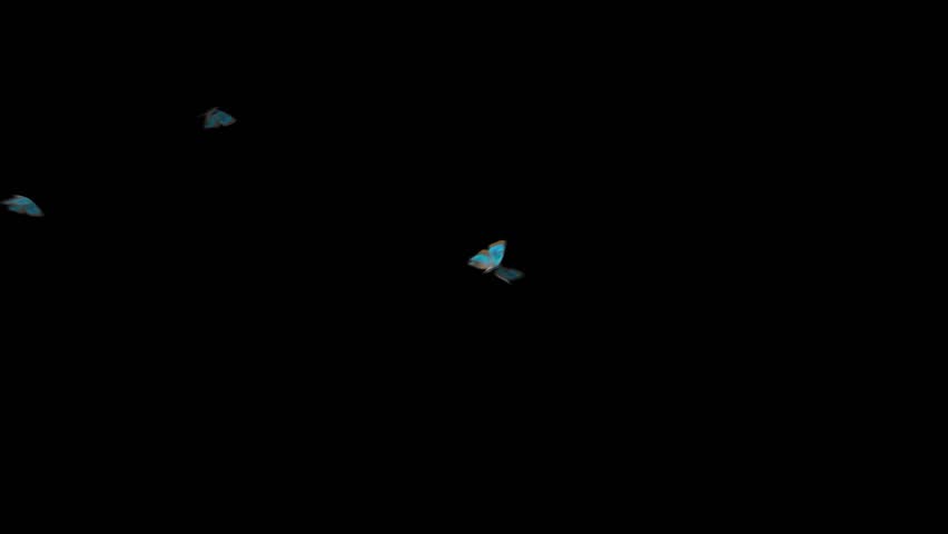 A group of flying blue butterflies. 4k. Animated Video.