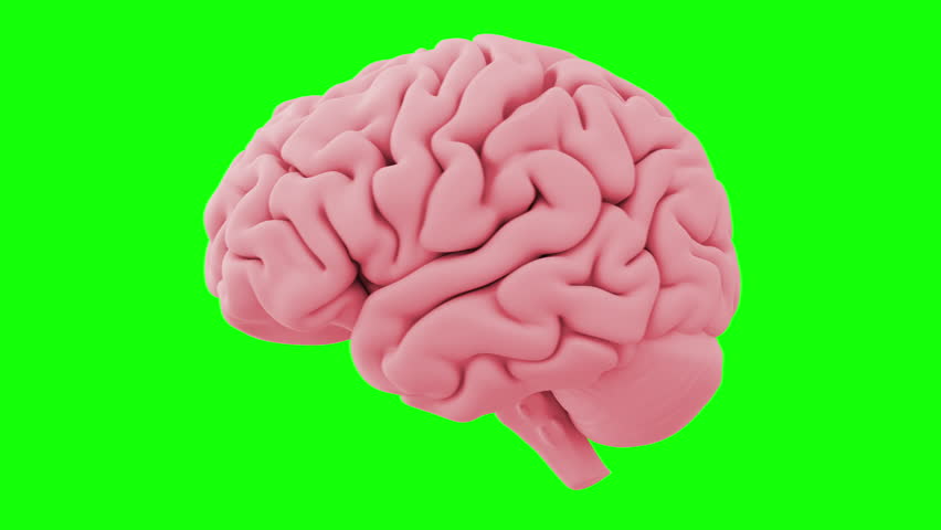 Loopable 3D animation of a spinning human brain on a green screen background. | Shutterstock HD Video #1110797409