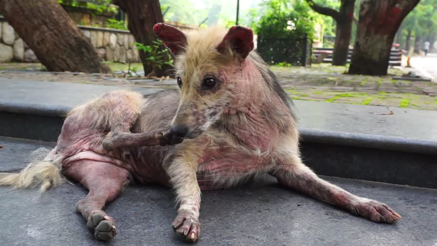 A dog scratching. A close up shot of a dog with Pruritus. A dog with pruritus will excessively scratch, bite, or lick its skin with loosing fur.