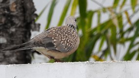 A spotted dove eating grains on a roof top. The spotted dove (Spilopelia chinensis) is a small and somewhat long-tailed pigeon of Indian subcontinent.