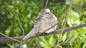 A spotted dove resting on a tree branch. The spotted dove (Spilopelia chinensis) is a small and somewhat long-tailed pigeon of Indian subcontinent.