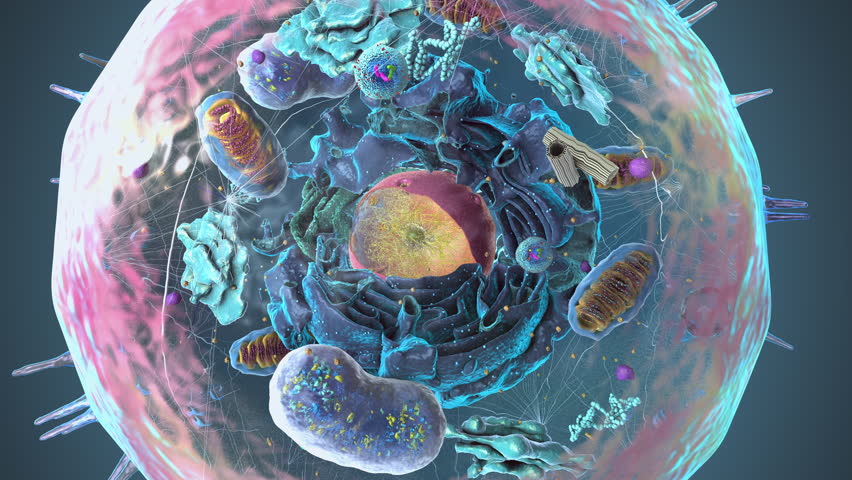 Organelles inside an Eukaryote or eukaryotic cell with focus on a lysosome, component of the cell - 3d illustration | Shutterstock HD Video #1110802575