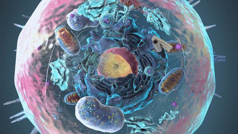Organelles inside an Eukaryote or eukaryotic cell with focus on a lysosome, component of the cell - 3d illustration Arkivvideo