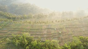 Aerial view of Banjar mancingan, Gianyar, Bali in sunrise. 4K video. Aerial view. Orbit camera movement.