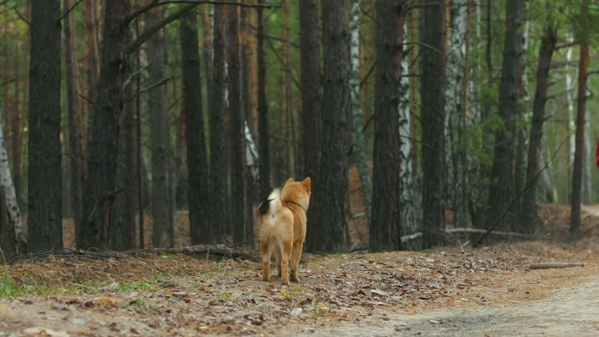 young girl in red jacket,blue hat is playing tag with her Shiba Inu dog in forest in autumn.puppy runs away from his mistress along path,owner catches up with him.slow motion.Without leash. Royalty-Free Stock Footage #1110804459