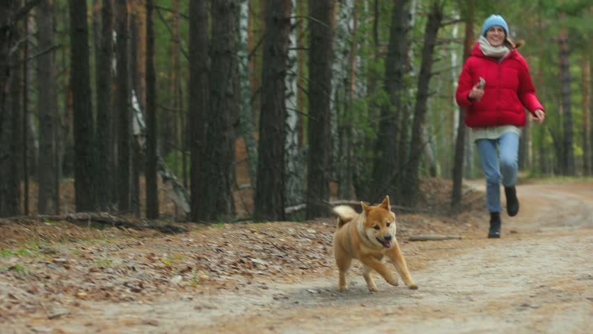young girl in red jacket,blue hat is playing tag with her Shiba Inu dog in forest in autumn.puppy runs away from his mistress along path,owner catches up with him.slow motion.Without leash.