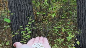 Close-up of a human hand feeding safflower seeds to a black-capped chickadee in the forest on a warm autumn day in October.