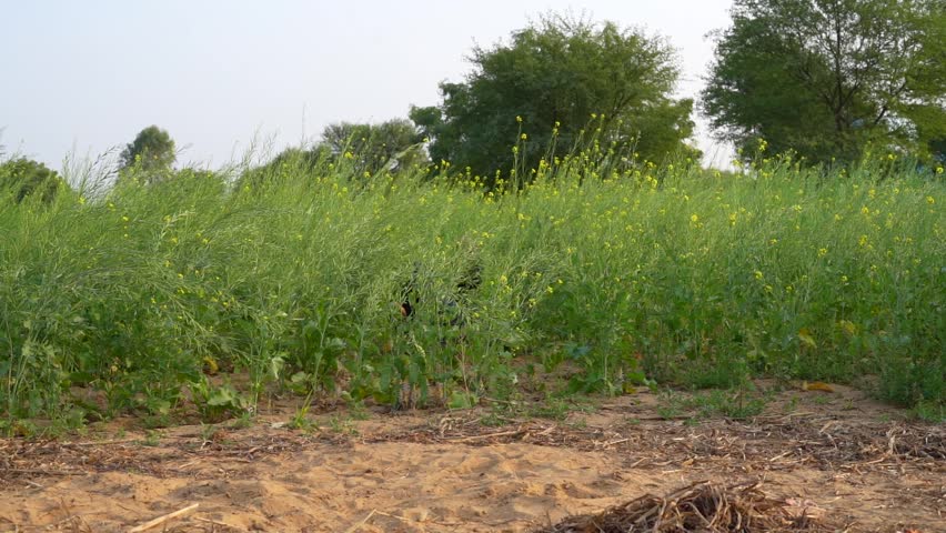 Group of girls and boys running in mustard field at sunny autumn day. Happy friends children having fun playing outdoors