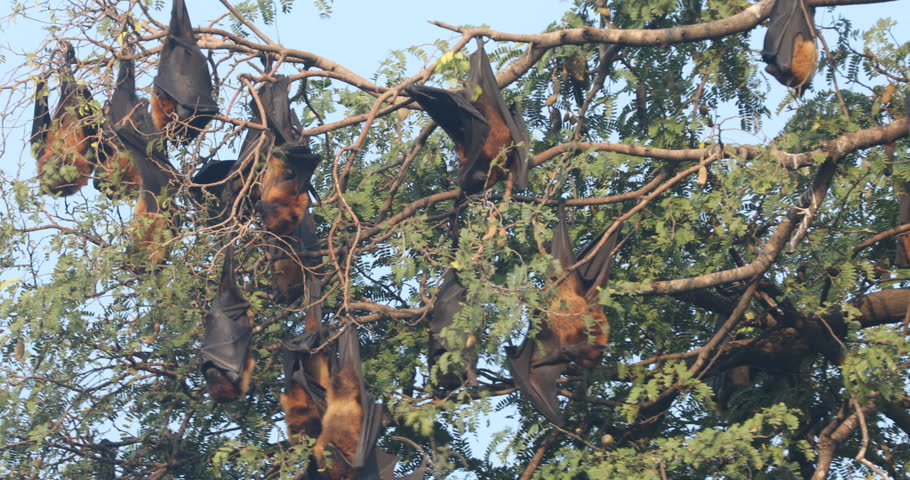 Flying Fox Bats Hanging Upside Down From Branch In Tree | Shutterstock HD Video #1110808505
