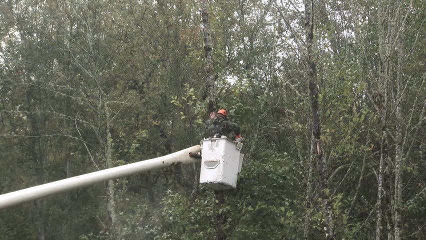 Wide shot of unrecognizable arborist chain sawing down trees in thick forest. | Shutterstock HD Video #1110809205