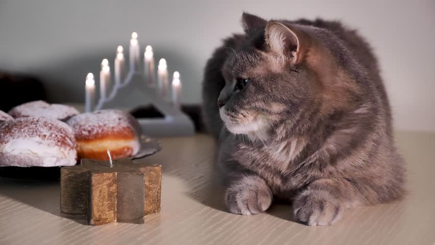 Scottish Straight eared Cat celebrates the Jewish holiday of Hanukkah at home with sweet donuts and a Star of David. Hand Lighting Candle | Shutterstock HD Video #1110813001