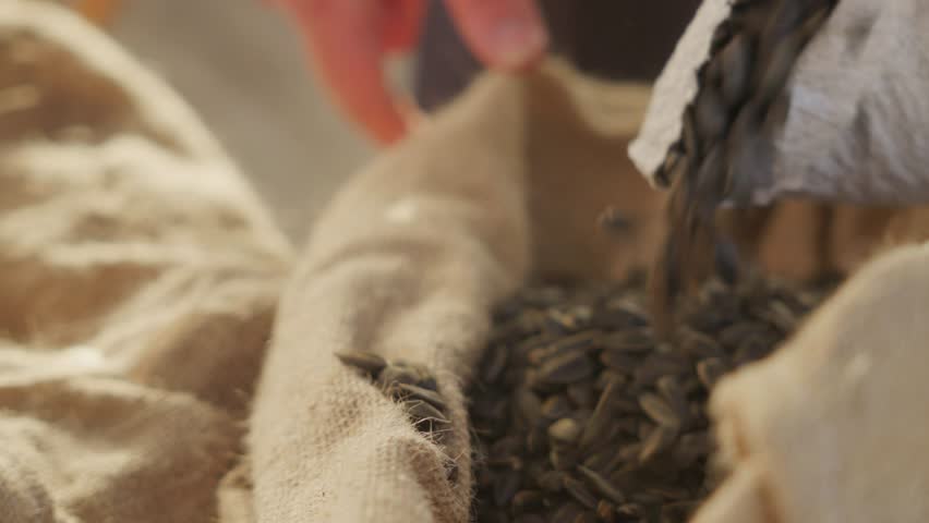 Close-up of black sunflower seeds falling into a bag. Harvesting sunflower seeds for the production of sunflower oil. High quality 4k footage Royalty-Free Stock Footage #1110813117