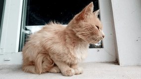 A red domestic cat sits on the windowsill. Cute video with a pet in full HD.