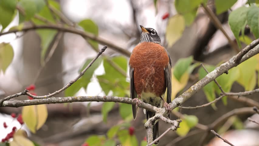 American Robin (Turdus migratorius) in the autumn forest.