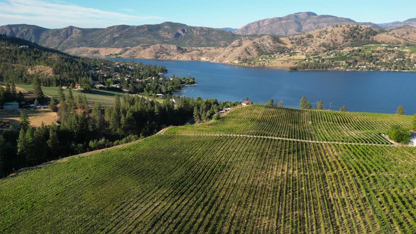 Drone aerial view  of Canadian landscape of an organic winery vineyard and Skaha Lake located in the Okanagan Valley in Penticton, British Columbia, Canada.