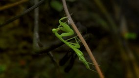 Tiny Mantis in a tropical forest In 4K video format with natural light, gloomy and dark shadows.
