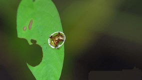 A tiny golden bug the green leaves of a forest in 4K macro video in natural light.