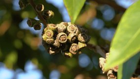 Gum tree with seed pods and leaves - Powered by Shutterstock - Get 15% off with code: PIKWIZARD15