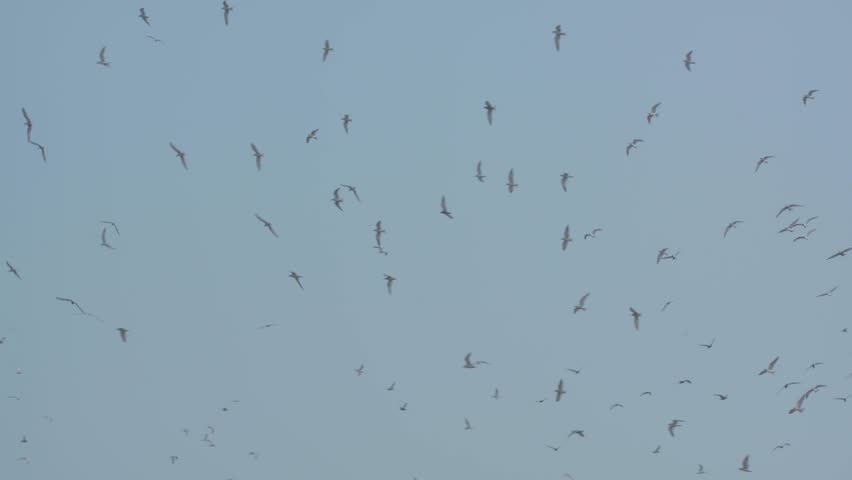 a group of terns flying together on Jakarta Bay with polluted sky background