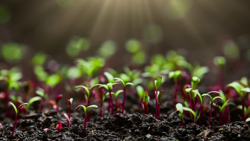 Plant Growth In Timelapse, Sprouts Germination From Seeds In Ground, Farming And Gardening At Spring Season - Powered by Shutterstock - Get 15% off with code: PIKWIZARD15