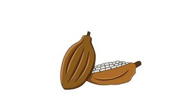 animated video of the cocoa fruit icon.4k video quality