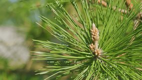 Pine Flower Surrounded By Needles. Blooming Evergreen Pine Tree With Male Pine Cones. Close up. - Powered by Shutterstock - Get 15% off with code: PIKWIZARD15