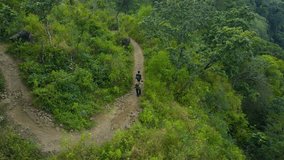 aerial view of forest on mount arjuno, drone video 4k