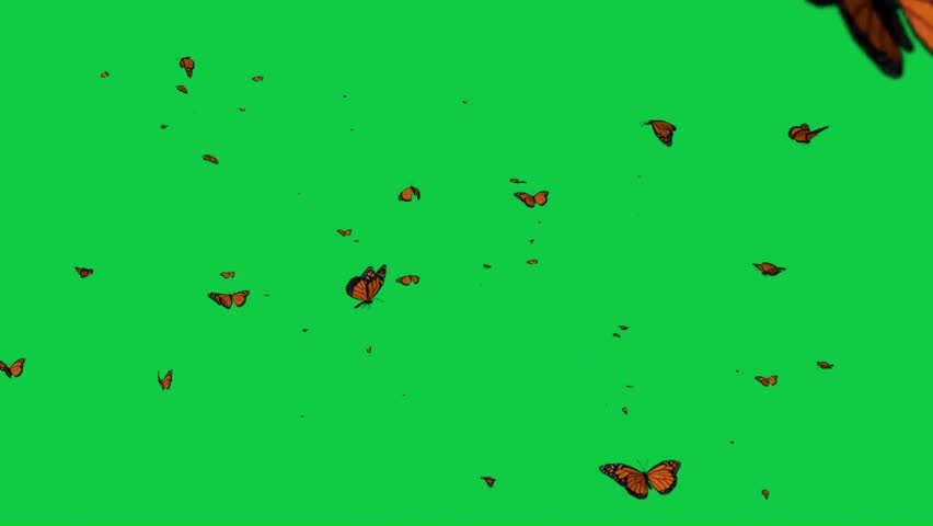 Flying Butterflies in a Green Background: 3D Animation in 4K