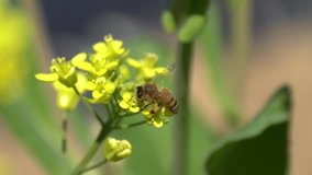 close up of Honey bee collecting nectar on yellow mustard flower 