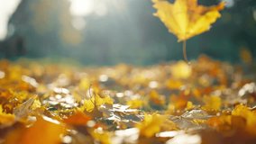 Autumn forest and autumn leaves at sun. Yellow and red maple leaves are flying and falling down. Autumnal landscape. Falling maple leaf seasons.Maple leaves turn yellow, orange, red in autumn. - Powered by Shutterstock - Get 15% off with code: PIKWIZARD15