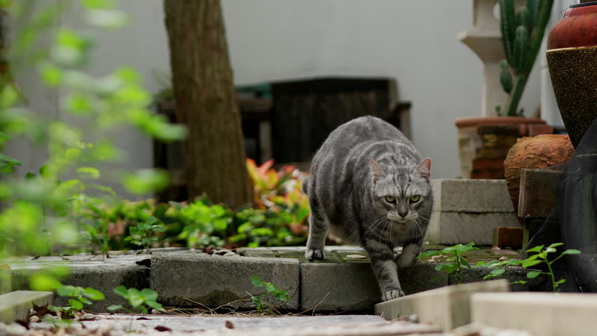In the garden next to the house with soft sunlight in the morning Fat gray tabby cat It is resting and taking a walk. It walked in and stared at me. and looked around the area.