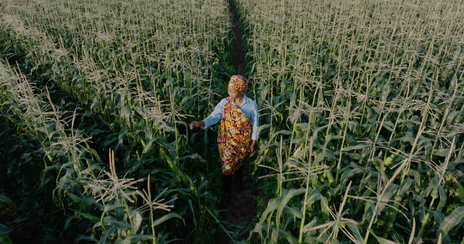 Aerial close-up Black African woman farmer in traditional clothing walking in a large corn crop in Africa Royalty-Free Stock Footage #1110831987