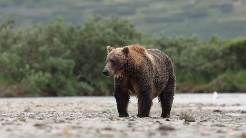 Brown Bear Fishing for Salmon in Katmai, Alaska 