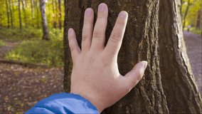 Close-up of man's hand touching tree trunk in park. 4K 10 bit prores video