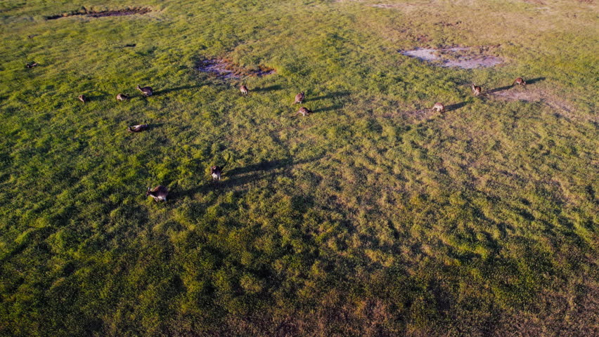 Aerial view, drone shot revealing kangaroos grazing on green grass field at sunset in the Australian outback. Aerial view around kangaroos during golden hour at Western Australia Royalty-Free Stock Footage #1110838789