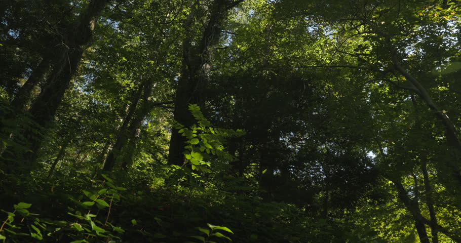 Panoramic View From Foliar Forest Summer Sunny Day. Bright Green Colors. Beautiful Landscape. Summer Deciduous Forest.