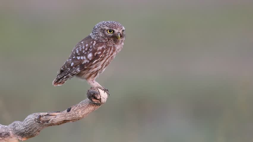Little owl in natural habitat Athene noctua. Owl sitting on a stick turns its head Sounds of nature. Royalty-Free Stock Footage #1110839061
