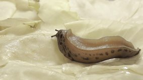 A great slug (lat. Limax maximus) crawls on cabbage leaves. The great slug or the great leopard slug is a terrestrial gastropod mollusk of the order pulmonary snails of the family Limacidae.